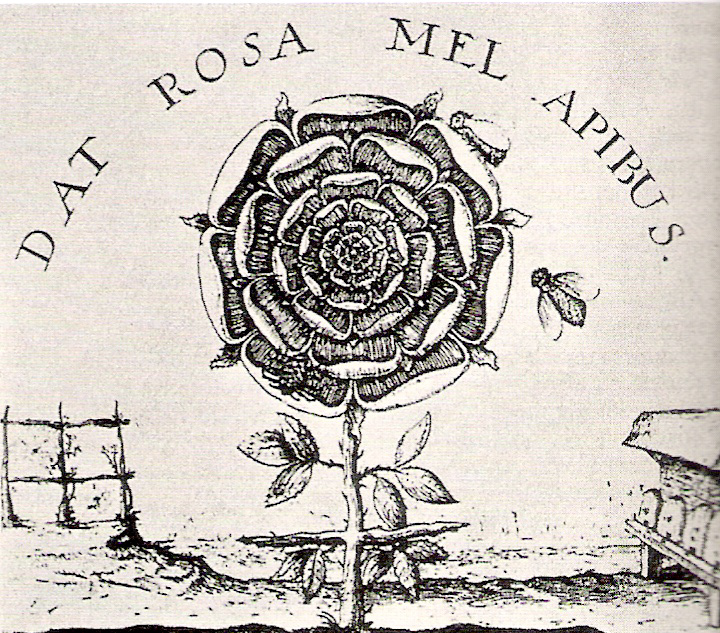 Rosa Mistica Fludd